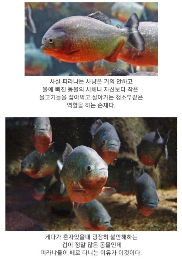 식인어 피라냐의 진실