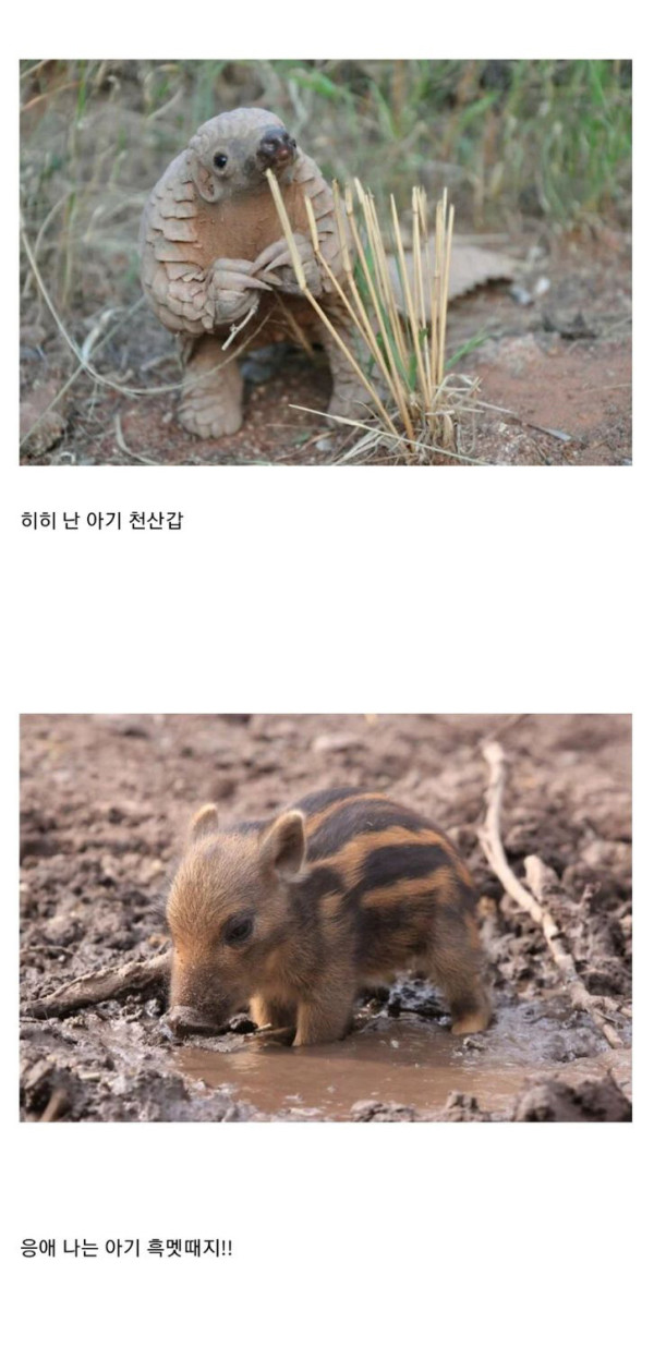 귀여운 아기동물들 모음