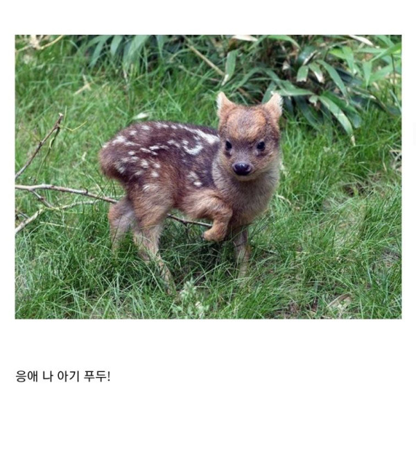 귀여운 아기동물들 모음