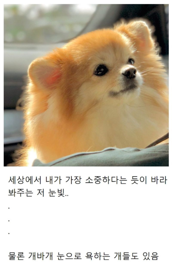반려동물 키우는 이유