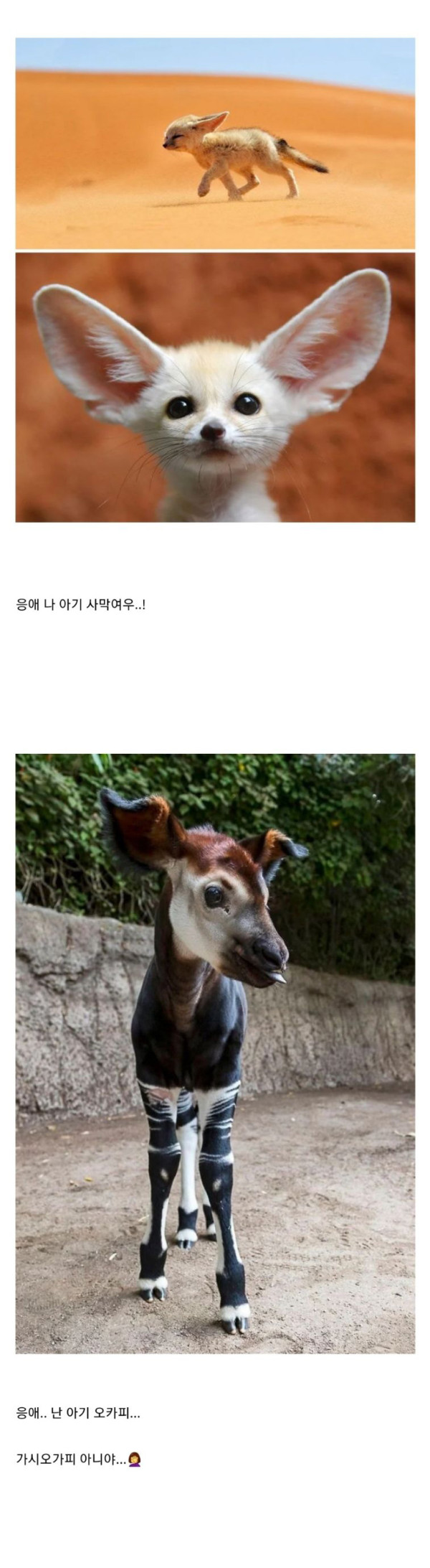 귀여운 아기동물들 모음