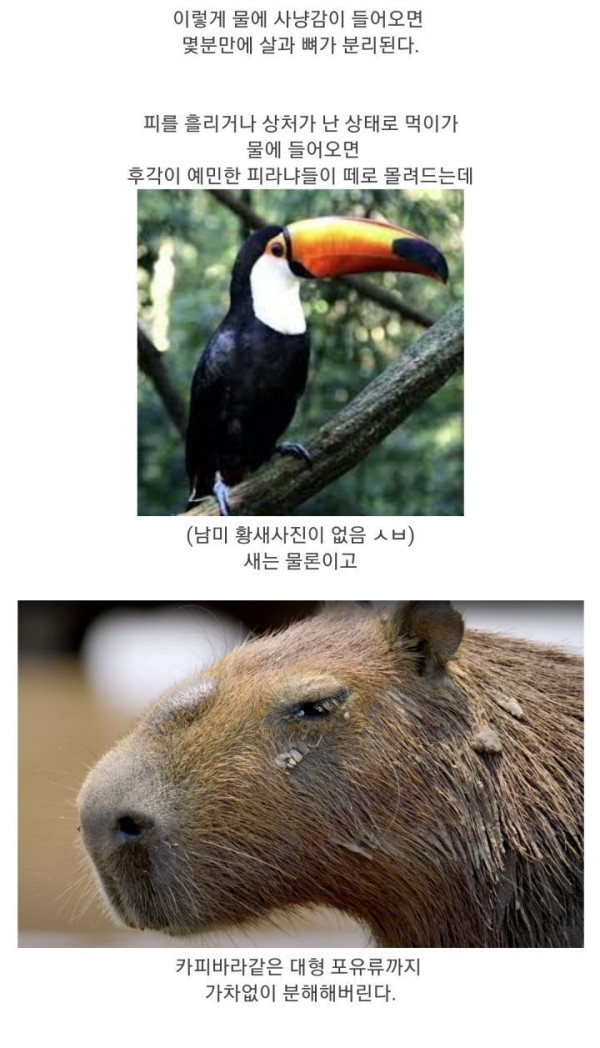 식인어 피라냐의 진실