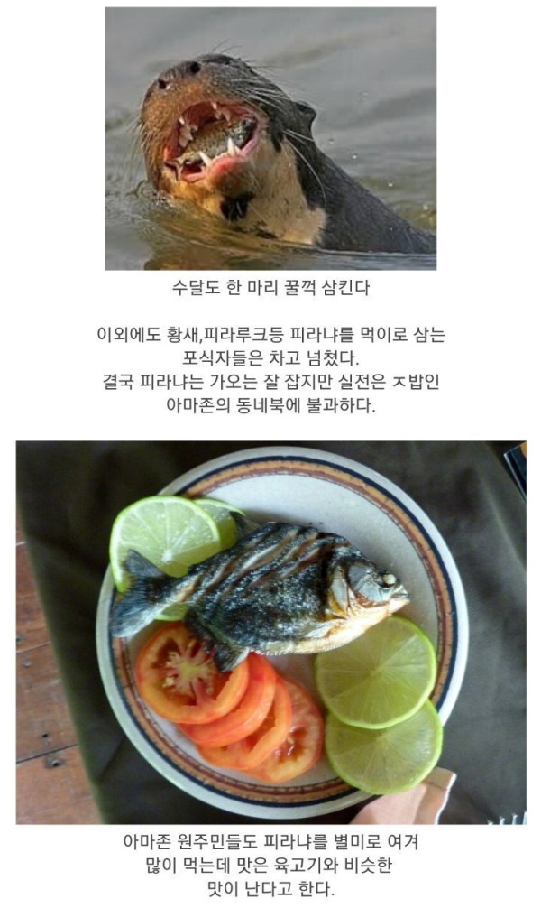 식인어 피라냐의 진실