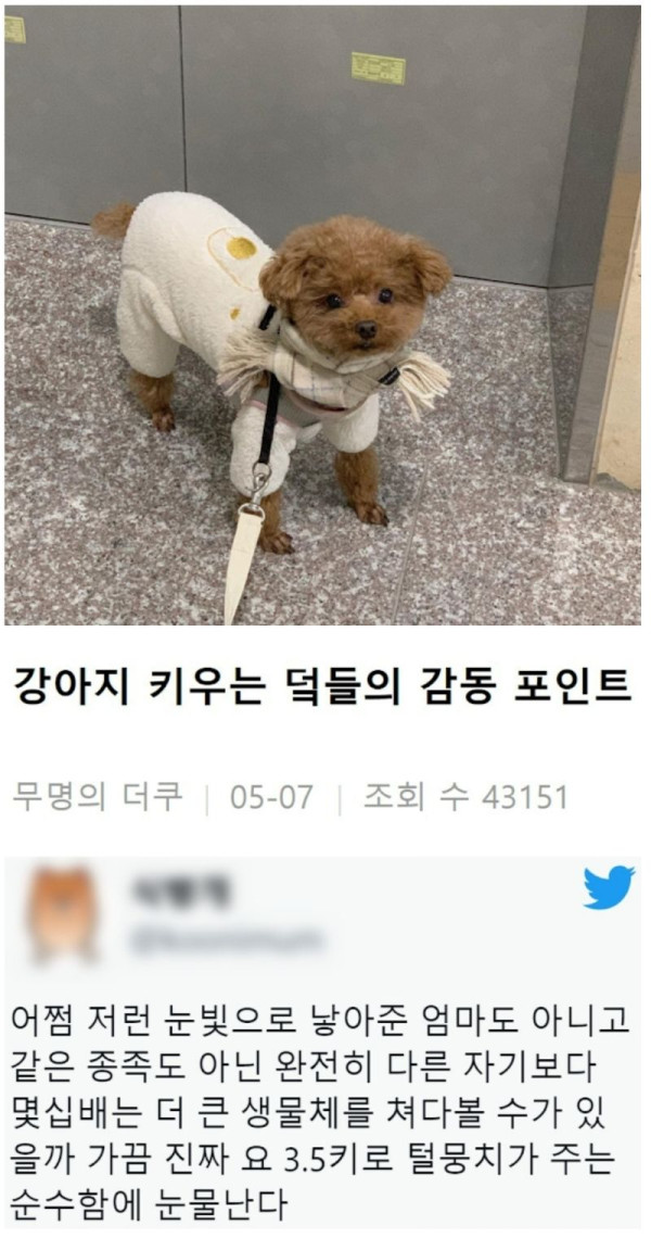 반려동물 키우는 이유