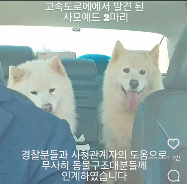고속도로에서 버려진 사모예드 두마리