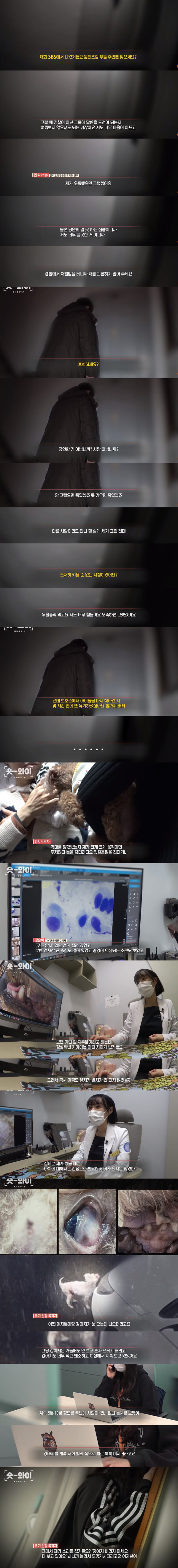 궁금한 이야기까지 나온 역대급 강아지 유기사건