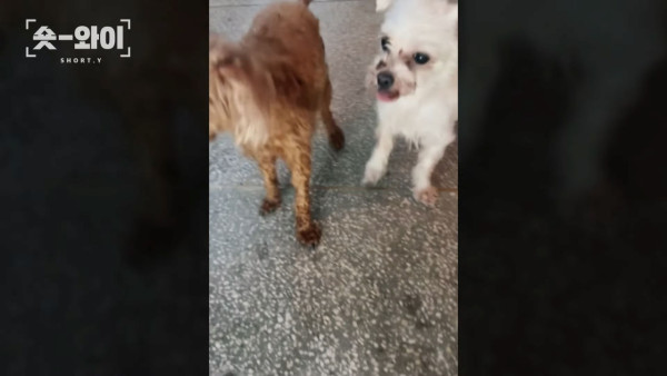 궁금한 이야기까지 나온 역대급 강아지 유기사건