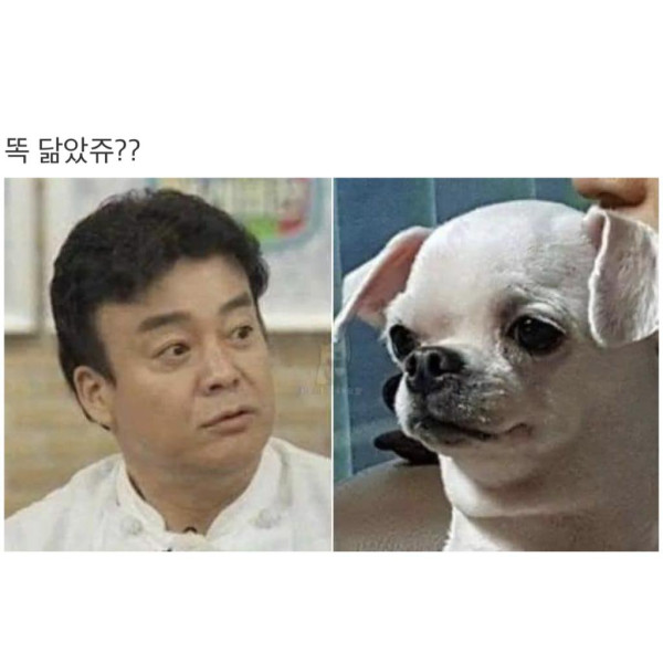 손석구, 김고은 등 연예인 닮은 강아지