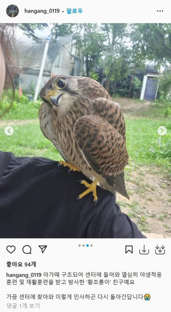 사람과 친구가 된 황조롱이