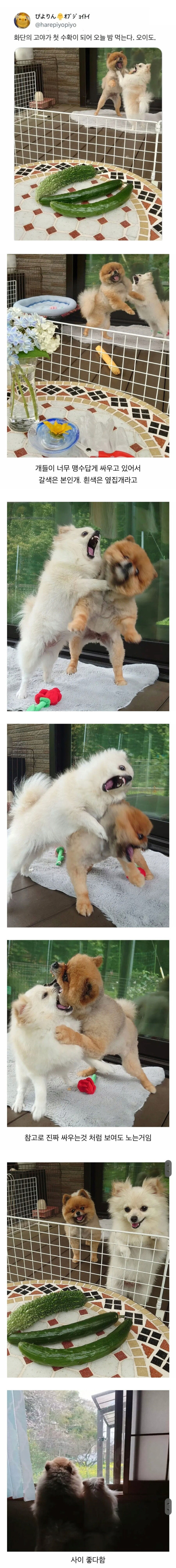 오이를 찍었을 뿐인데...