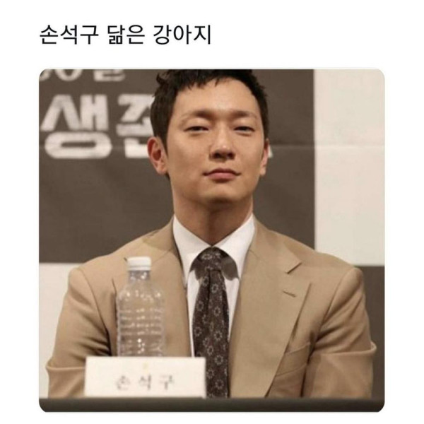 손석구, 김고은 등 연예인 닮은 강아지