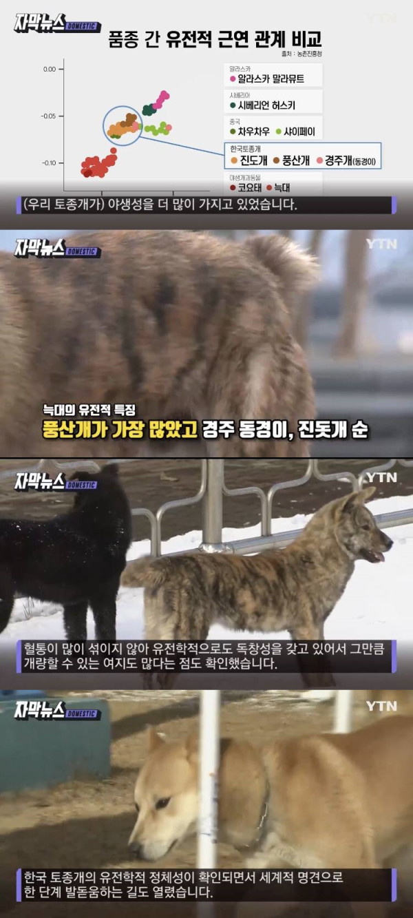 진돗개 유전자 늑대와 비슷