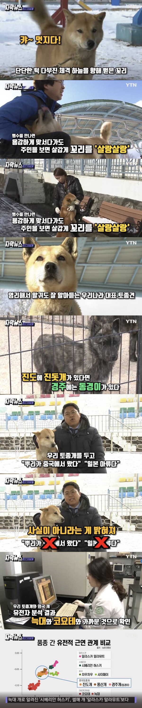 진돗개 유전자 늑대와 비슷