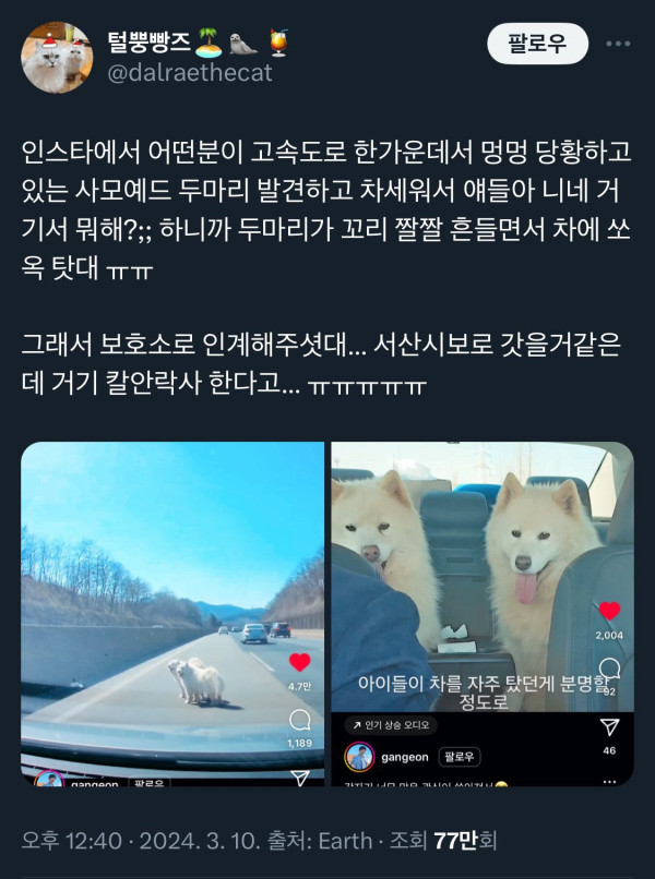 고속도로에서 버려진 사모예드 두마리