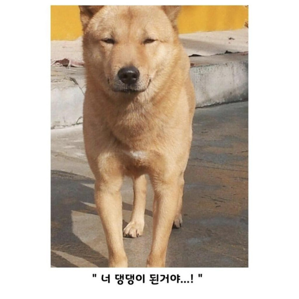 손석구, 김고은 등 연예인 닮은 강아지