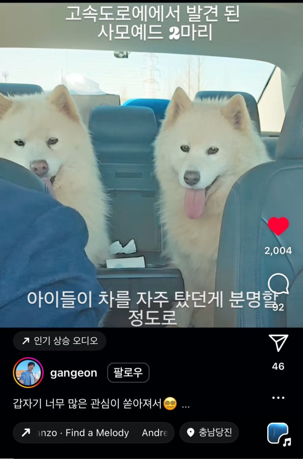 고속도로에서 버려진 사모예드 두마리