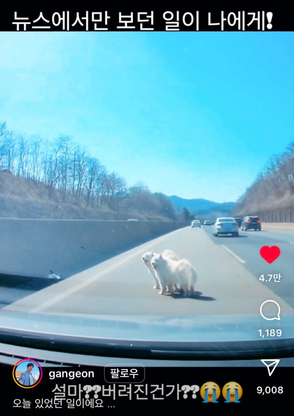 고속도로에서 버려진 사모예드 두마리
