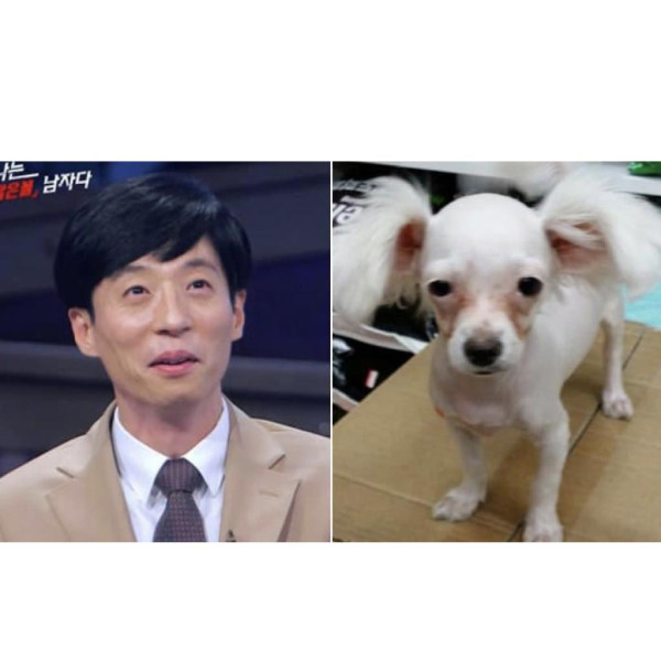 손석구, 김고은 등 연예인 닮은 강아지