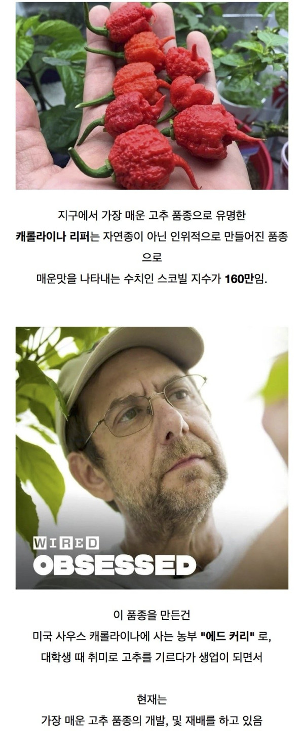 세계에서 가장 매운 고추 등장