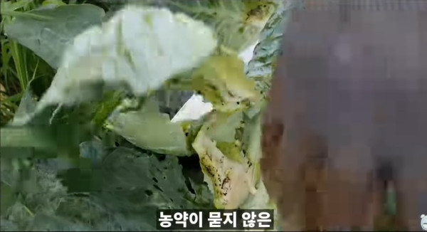 양배추 대충 씻어 먹어도 되는 이유