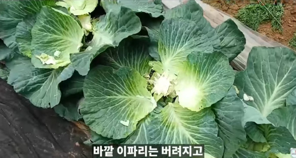 양배추 대충 씻어 먹어도 되는 이유