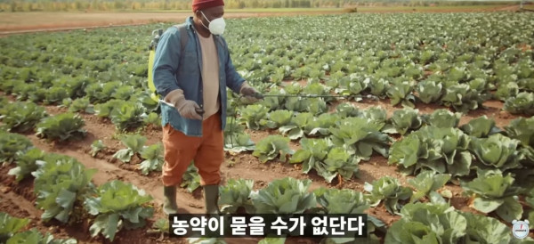 양배추 대충 씻어 먹어도 되는 이유