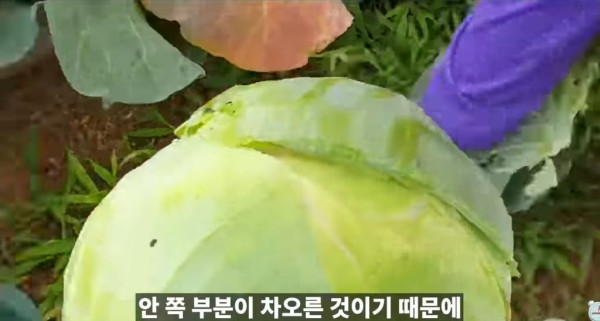 양배추 대충 씻어 먹어도 되는 이유