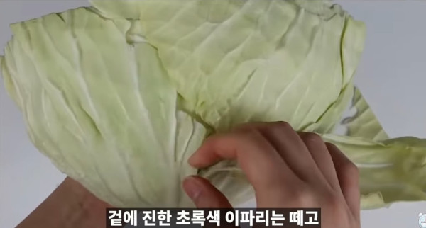 양배추 대충 씻어 먹어도 되는 이유