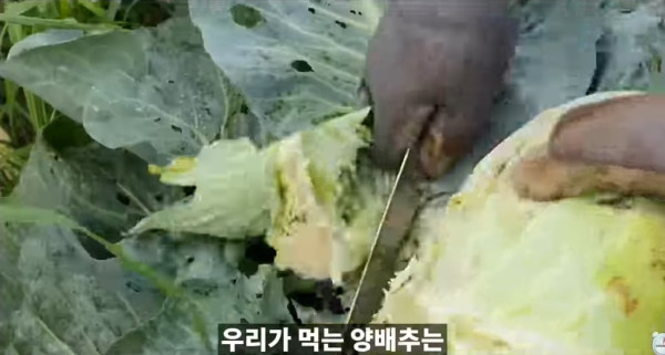 양배추 대충 씻어 먹어도 되는 이유