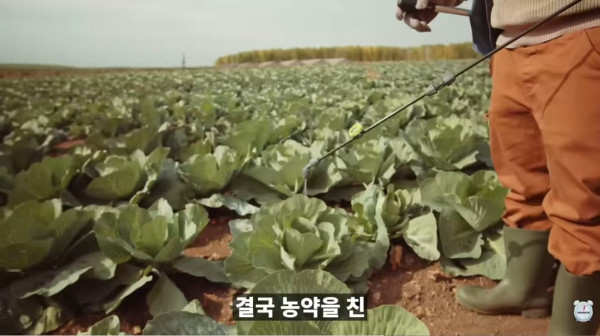 양배추 대충 씻어 먹어도 되는 이유