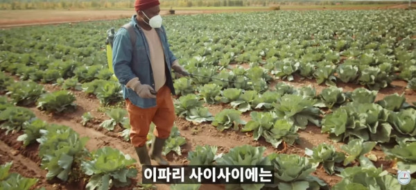 양배추 대충 씻어 먹어도 되는 이유