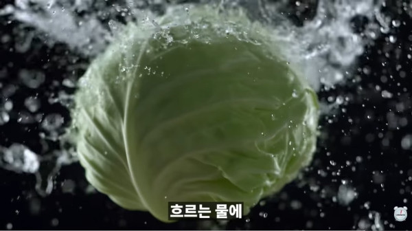 양배추 대충 씻어 먹어도 되는 이유