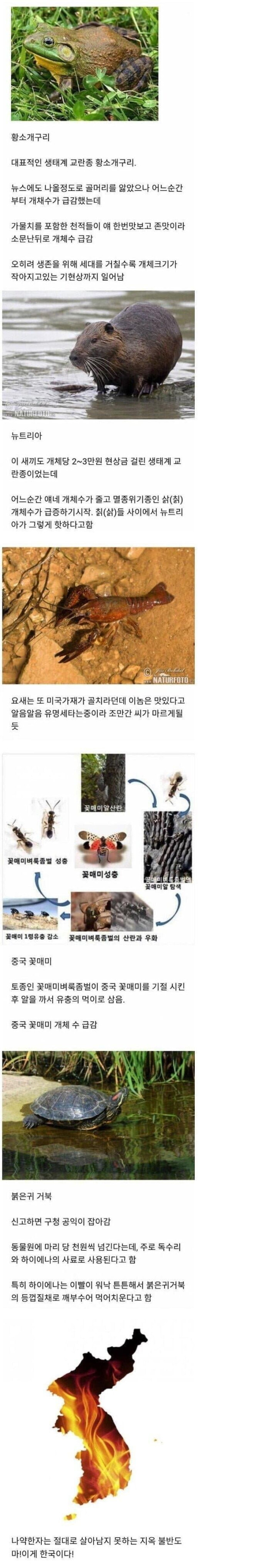 생태계 교란종들 근황