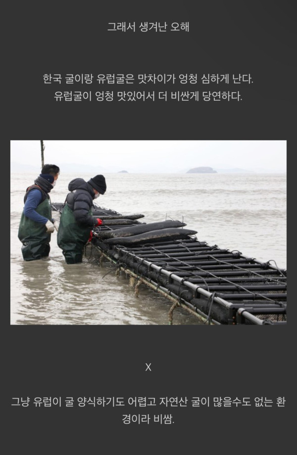 한국과 유럽의 굴 가격때문에 생겨난 몇가지 오해