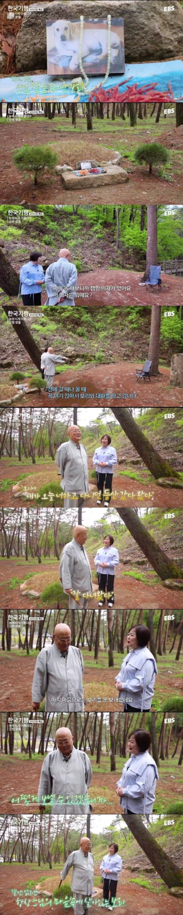 스님 머리 핥던 댕댕이 보리 근황