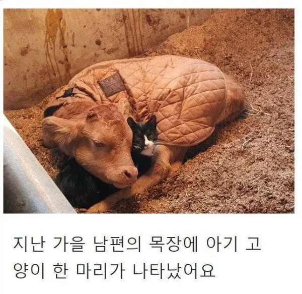 목장으로 찾아온 고양이의 친화력