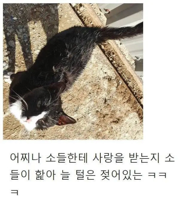 목장으로 찾아온 고양이의 친화력
