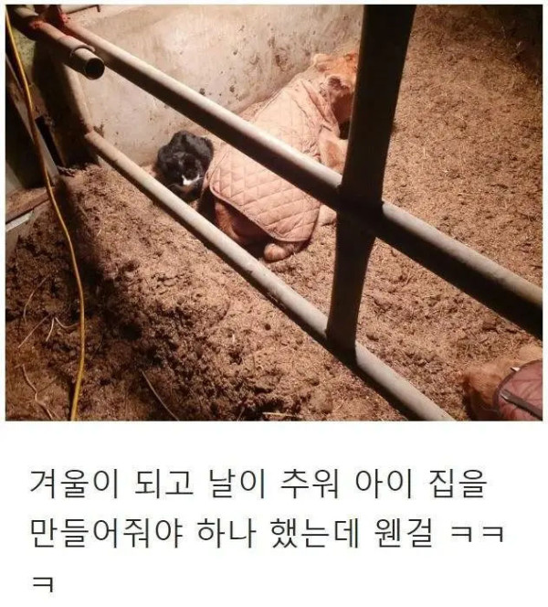 목장으로 찾아온 고양이의 친화력