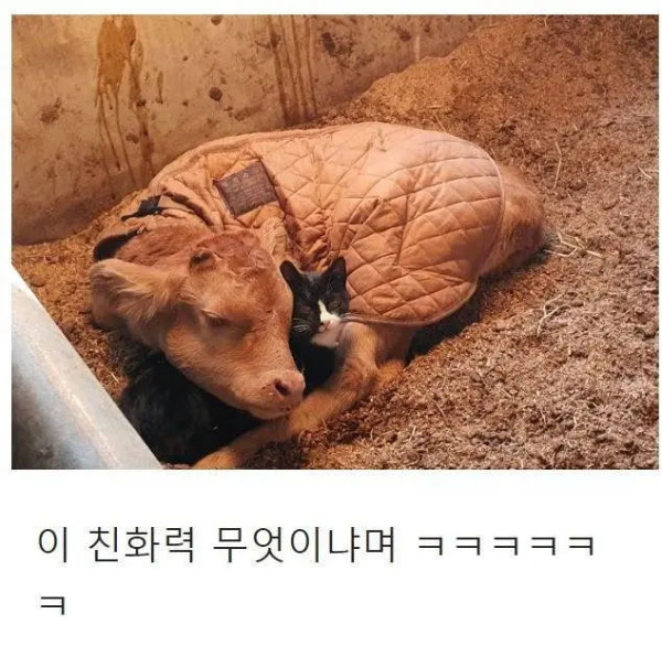 목장으로 찾아온 고양이의 친화력