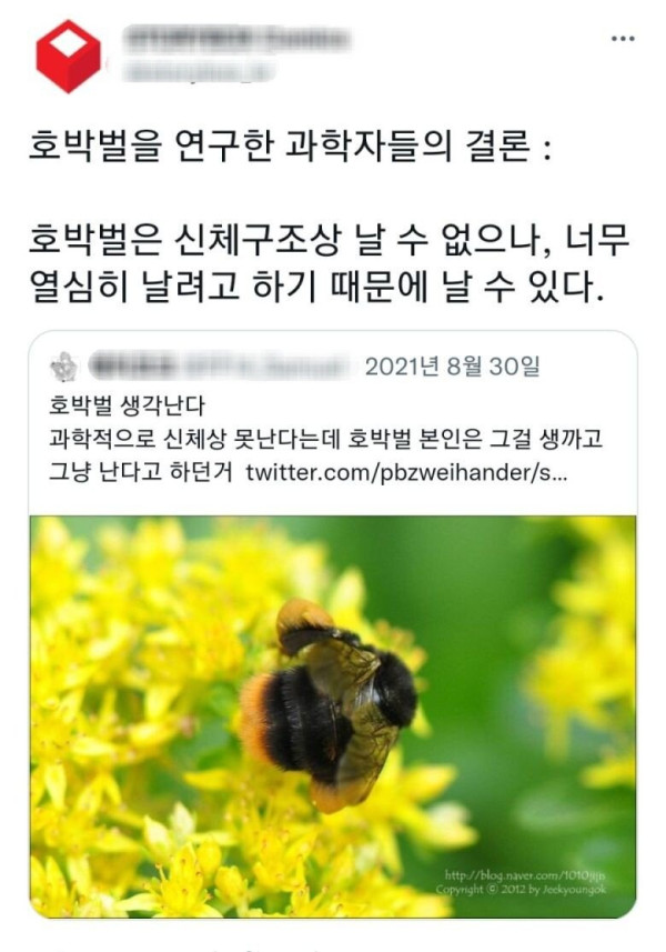 호박벌이 날 수 있는 진짜 이유