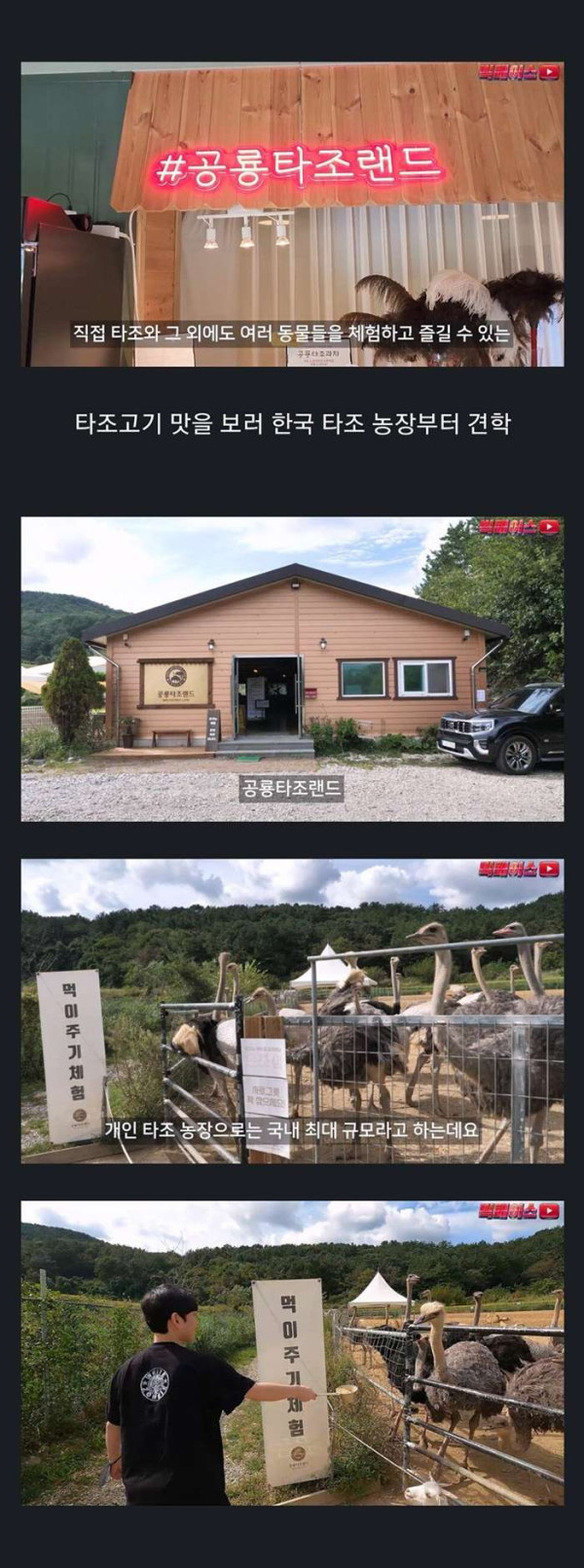 비싼 타조고기 먹어본 유튜버