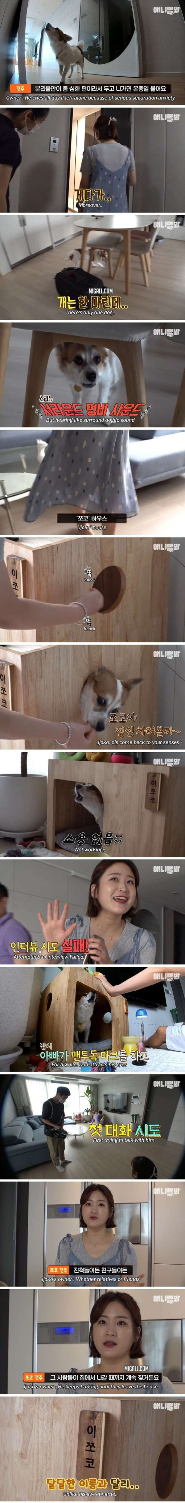 17년을 산 노견이 주는 가르침