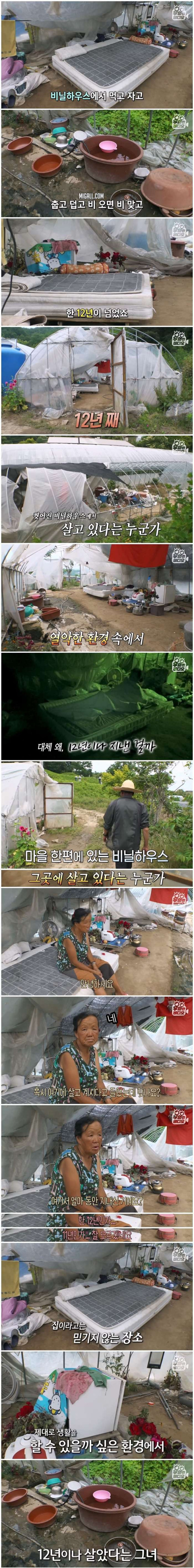 집 놔두고 12년 동안 비닐하우스에서 산 여인