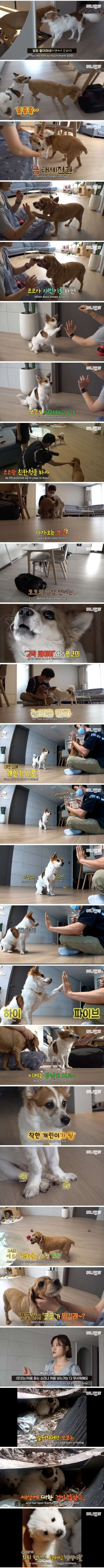 17년을 산 노견이 주는 가르침