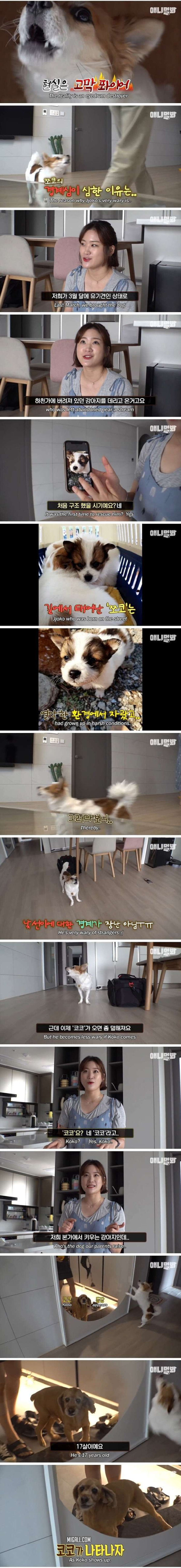 17년을 산 노견이 주는 가르침