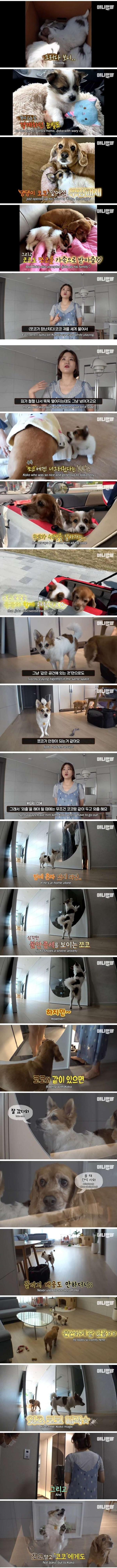 17년을 산 노견이 주는 가르침