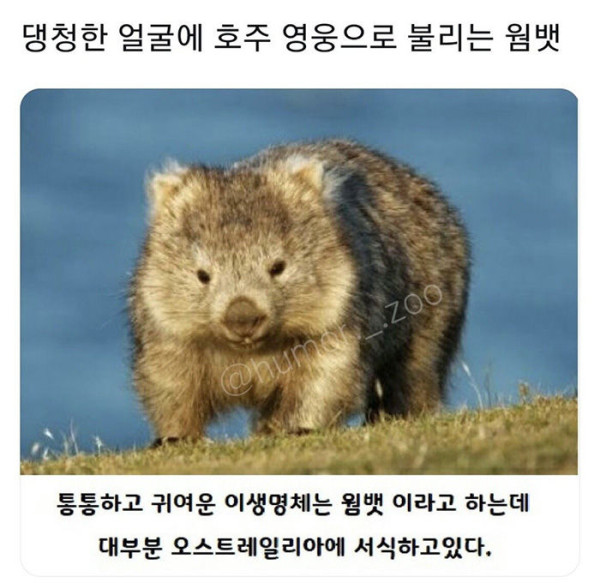 호주의 영웅이라 불리는 웜뱃
