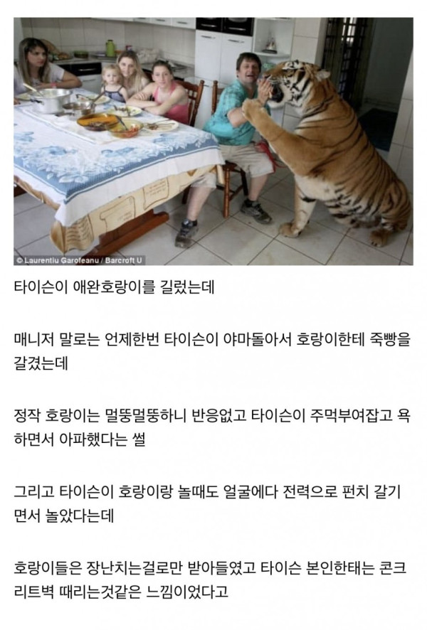 호랑이와 싸운 후기