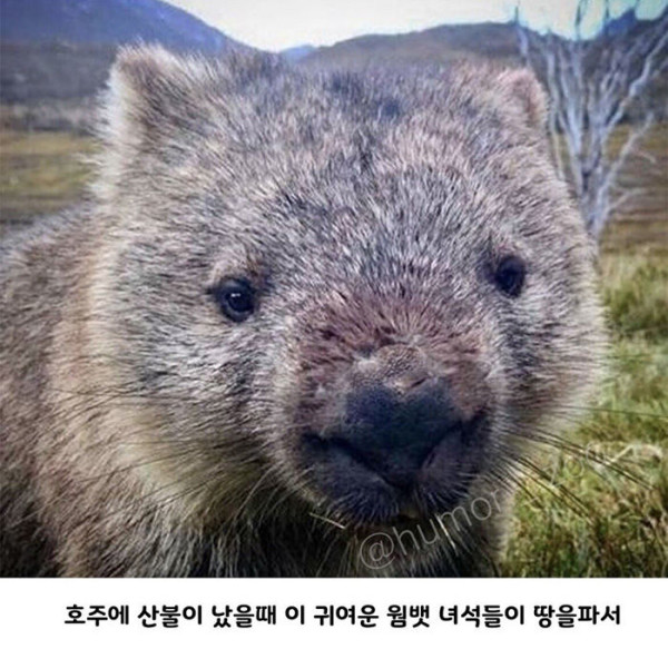 호주의 영웅이라 불리는 웜뱃