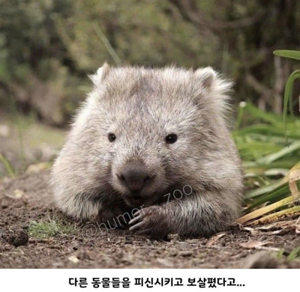 호주의 영웅이라 불리는 웜뱃